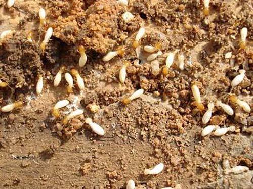 1574407768435481.jpg timg (2).jpg